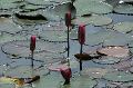 Vph2011_07240061-061.jpg